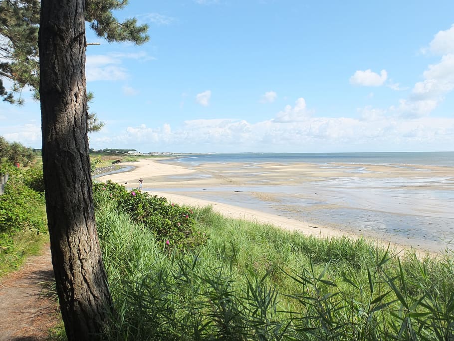 Baum, Meer, Watt