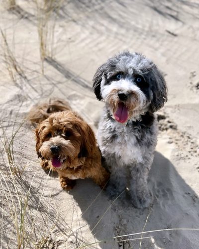 Zwei kleine Hunde am Strand die nebeneinander sitzen